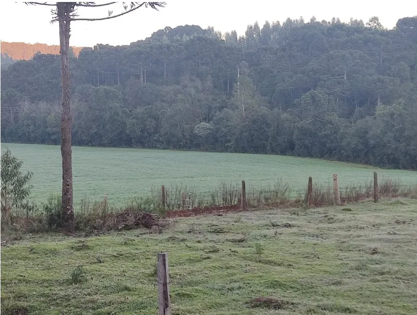 União da Vitória registra primeira geada de 2026 e amanhece com -1°C