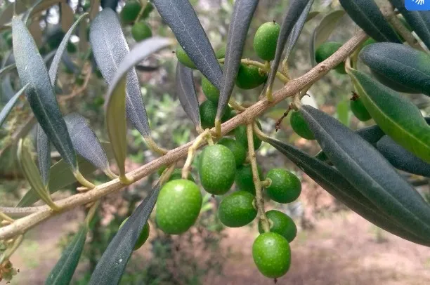 União da Vitória está entre cidades do Paraná com potencial para cultivo de oliveiras